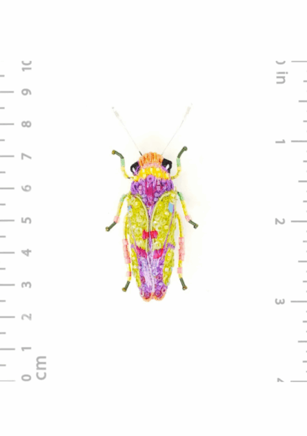 Broche Sharpshooter Beetle – Image 3